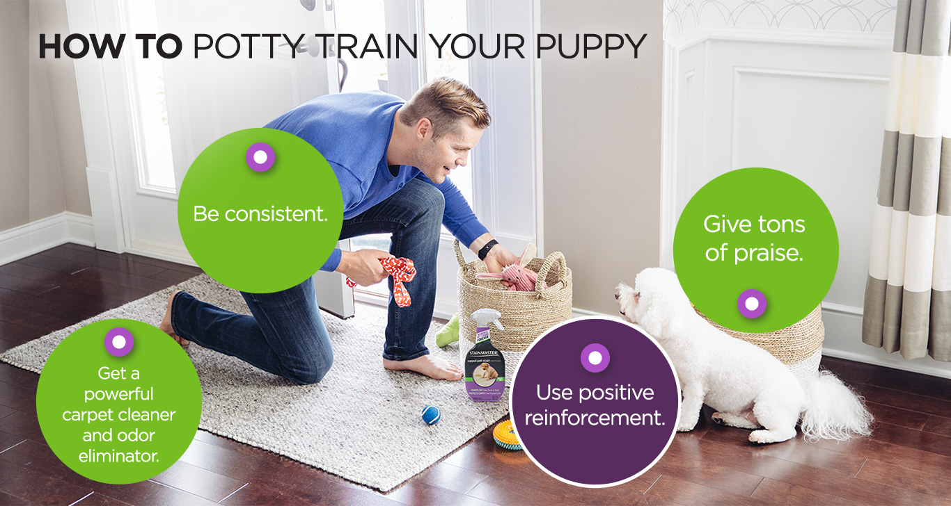 How To Potty Train your puppy