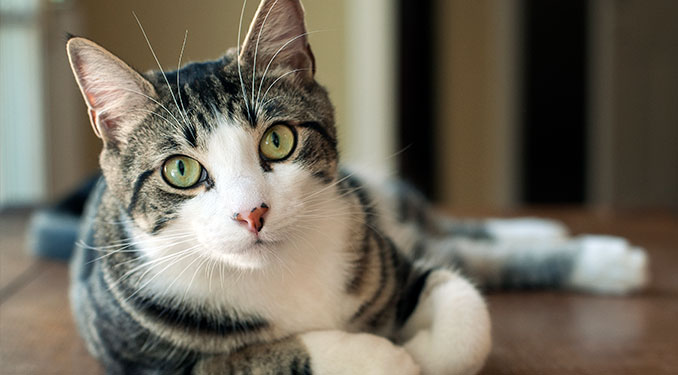 6 Ways to Help Your Cat Thrive