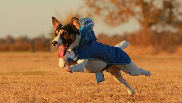 ArticleImage_Ounce-of-Prevention_Jack-Russell-in-Coat