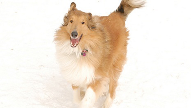 ArticleImage_Snow-Much-Fun_Dog-in-the-Snow