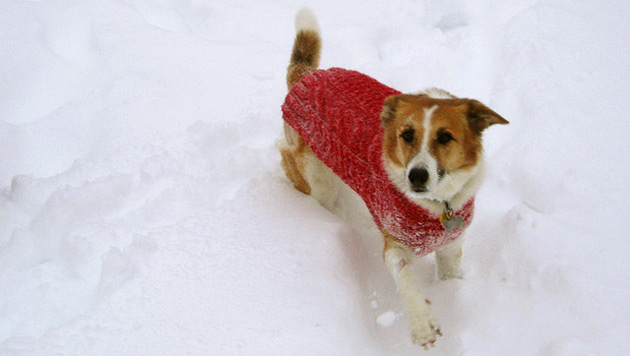keep-your-pet-warm-during-the-holidays
